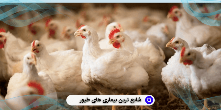 بیماری نیوکاسل طیور
