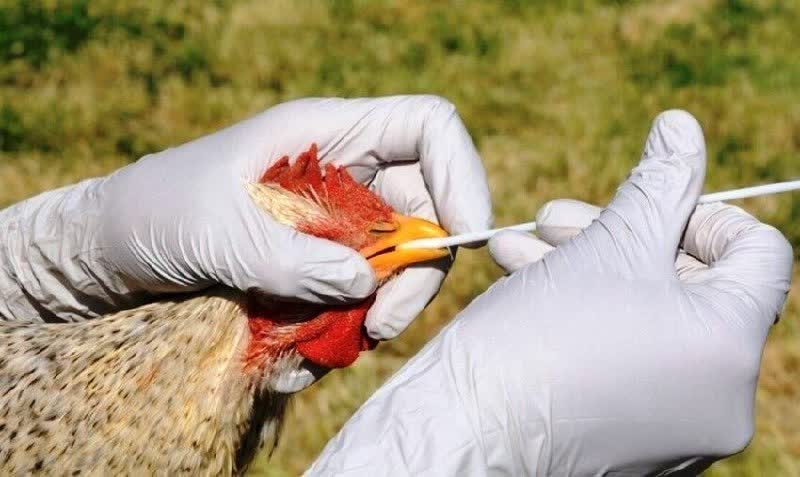 پایان آنفلوانزای فوق‌حاد پرندگان در ایران